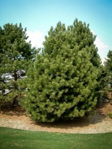 Сосна Чёрная (Pinus Nigra) купить по цене от 270.00р. в интернет-магазине «Посадика» с доставкой почтой в в Гурьевске и по всей России – [изображение №1].