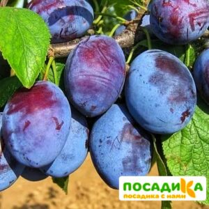 Слива Чачакская ранняя купить по цене от 229.00р. в интернет-магазине «Посадика» с доставкой почтой в в Гурьевске и по всей России – [изображение №1].