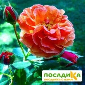 Роза Арабия купить по цене от 350.00р. в интернет-магазине «Посадика» с доставкой почтой в в Гурьевске и по всей России – [изображение №1].