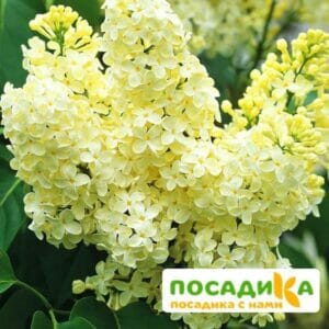 Сирень Примроуз (Primrose) купить по цене от 529.00р. в интернет-магазине «Посадика» с доставкой почтой в в Гурьевске и по всей России – [изображение №1].