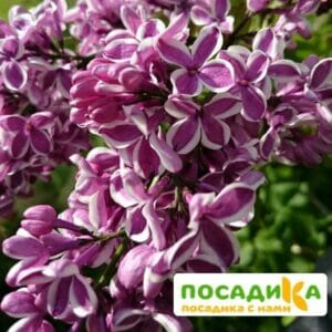 Сирень Сенсация купить по цене от 529.00р. в интернет-магазине «Посадика» с доставкой почтой в в Гурьевске и по всей России – [изображение №1].