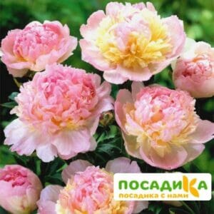 Пион Распберри Сандей (Paeonia Raspberry Sundae) купить по цене от 959р. в интернет-магазине «Посадика» с доставкой почтой в в Гурьевске и по всей России – [изображение №1].