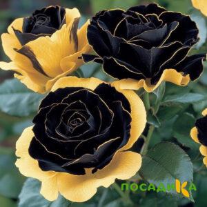 Роза Ханни Сикл купить по цене от 700р. в интернет-магазине «Посадика» с доставкой почтой в в Гурьевске и по всей России – [изображение №1].