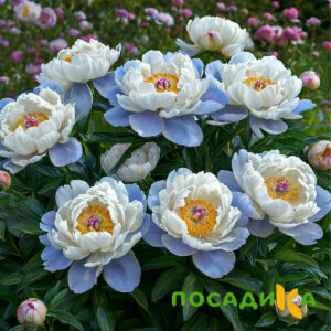 Пион акварельный Этюд купить по цене от 806р. в интернет-магазине «Посадика» с доставкой почтой в в Гурьевске и по всей России – [изображение №1].