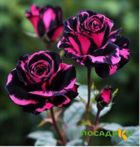 Роза Багровый Шепот купить по цене от 366р. в интернет-магазине «Посадика» с доставкой почтой в в Гурьевске и по всей России – [изображение №1].
