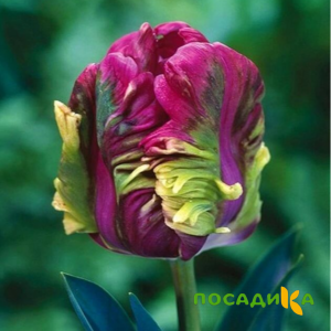 Тюльпан Экзотик Хэвен купить по цене от 186р. в интернет-магазине «Посадика» с доставкой почтой в в Гурьевске и по всей России – [изображение №1].