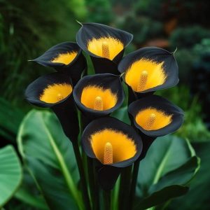 Калла Легато купить по цене от 620р. в интернет-магазине «Посадика» с доставкой почтой в в Гурьевске и по всей России – [изображение №1].