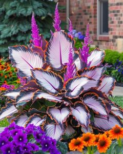 Хоста Кримэн Дрим купить по цене от 549р. в интернет-магазине «Посадика» с доставкой почтой в в Гурьевске и по всей России – [изображение №1].