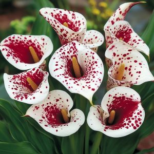 Калла Эмпайр купить по цене от 302р. в интернет-магазине «Посадика» с доставкой почтой в в Гурьевске и по всей России – [изображение №1].