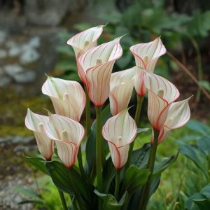 Калла Глейшер купить по цене от 299р. в интернет-магазине «Посадика» с доставкой почтой в в Гурьевске и по всей России – [изображение №1].