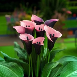 Калла Энигма купить по цене от 291р. в интернет-магазине «Посадика» с доставкой почтой в в Гурьевске и по всей России – [изображение №1].