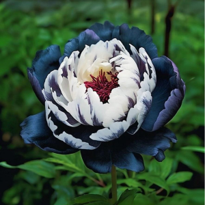 Пион Древовидный Инь-Янь купить по цене от 419р. в интернет-магазине «Посадика» с доставкой почтой в в Гурьевске и по всей России – [изображение №1].