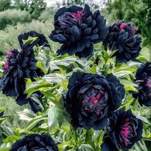 Пион древовидный Сердце Афродиты купить по цене от 600р. в интернет-магазине «Посадика» с доставкой почтой в в Гурьевске и по всей России – [изображение №1].