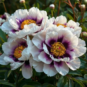 Пион Эко Саммер купить по цене от 548р. в интернет-магазине «Посадика» с доставкой почтой в в Гурьевске и по всей России – [изображение №1].