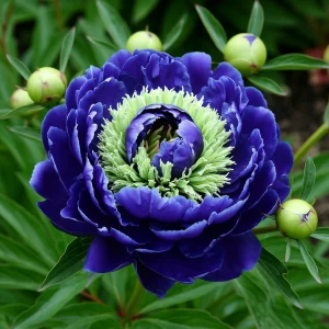 Пион Дримвивер купить по цене от 417р. в интернет-магазине «Посадика» с доставкой почтой в в Гурьевске и по всей России – [изображение №1].